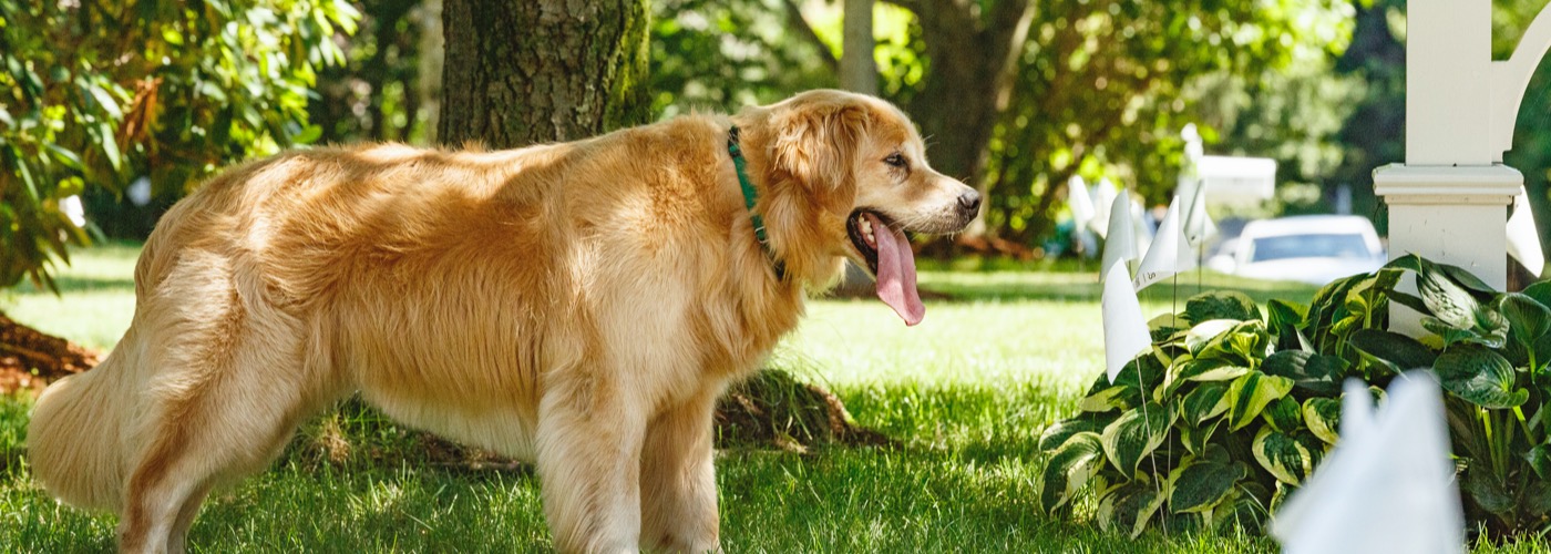 West Dakota DogWatch, Bismarck, North Dakota | Outdoor Hidden Dog Fences Slider Image