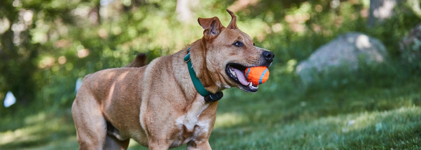 West Dakota DogWatch, Bismarck, North Dakota | ProFenceX™ Slider Image